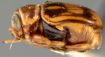 Media type: image; Entomology 8801   Aspect: habitus lateral view
